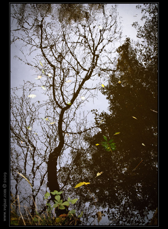 reflections in water