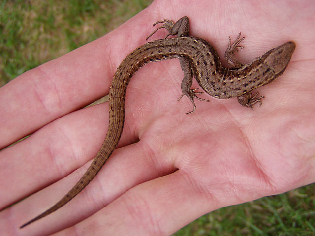 jetrka