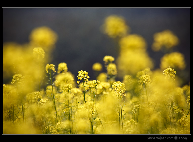 fotky 04