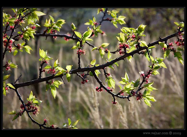 spring nature
