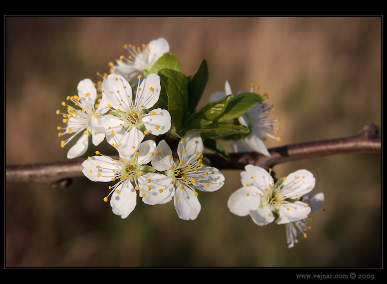 spring photos