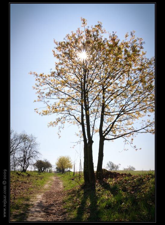 spring nature
