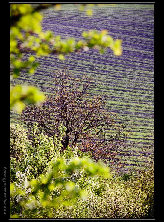 spring trees