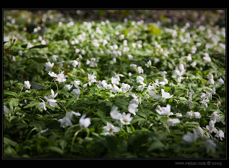 spring flowers