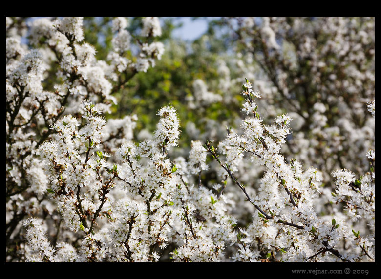 pictures of spring