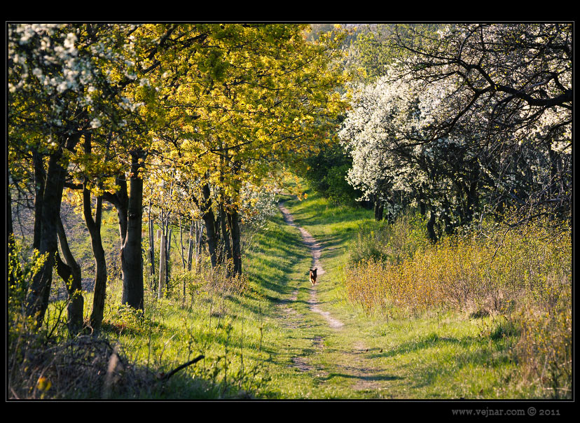 spring path