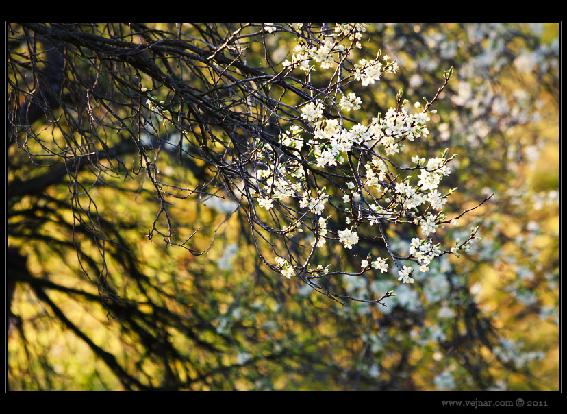 spring nature