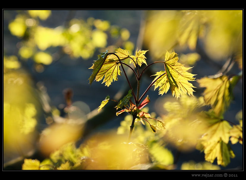 spring macrophoto