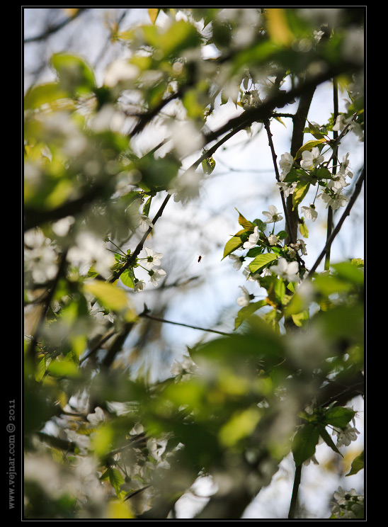 bee in spring