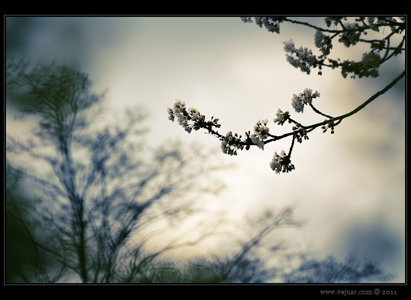 spring photos