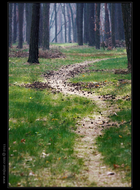 spring forest