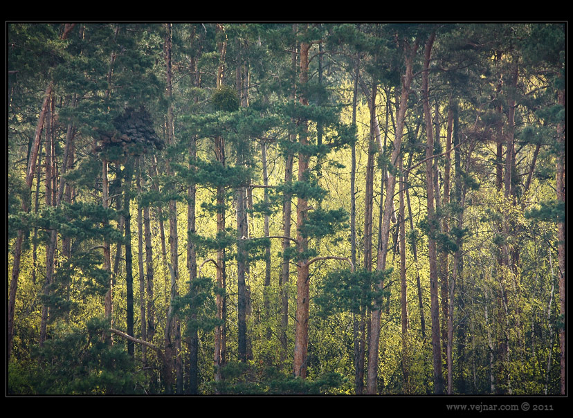 spring forest
