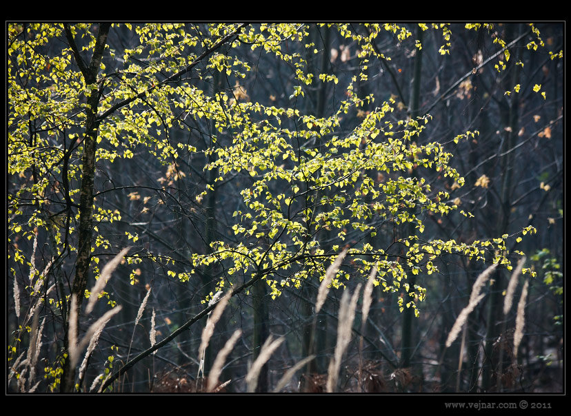 spring in forest