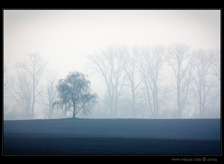 landscape in fog