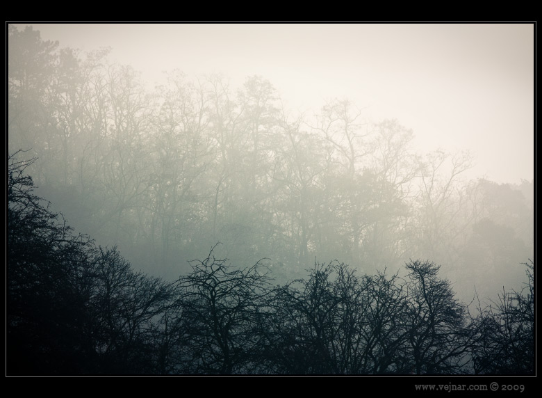 stromy v mlze