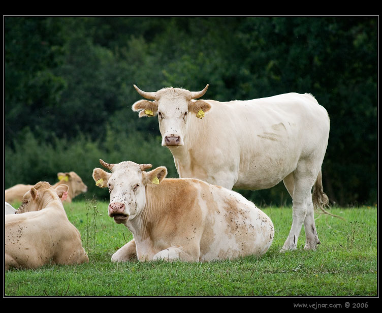 krávy 06
