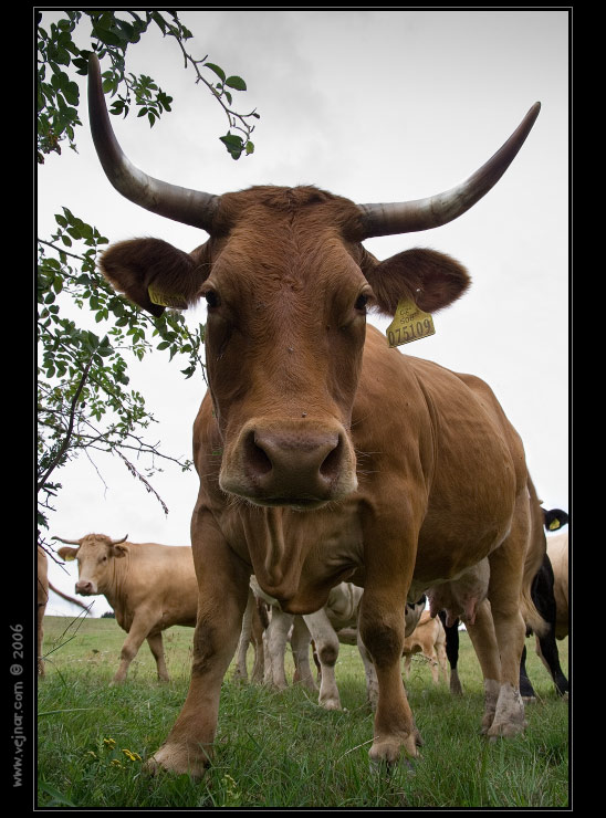 krávy 08