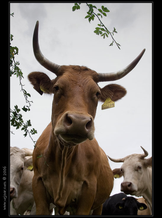 kráva 09