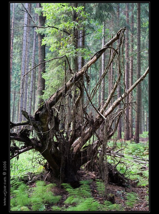 strom 14