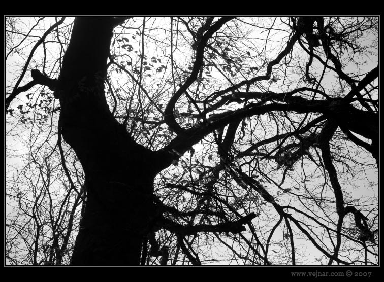 strom 08