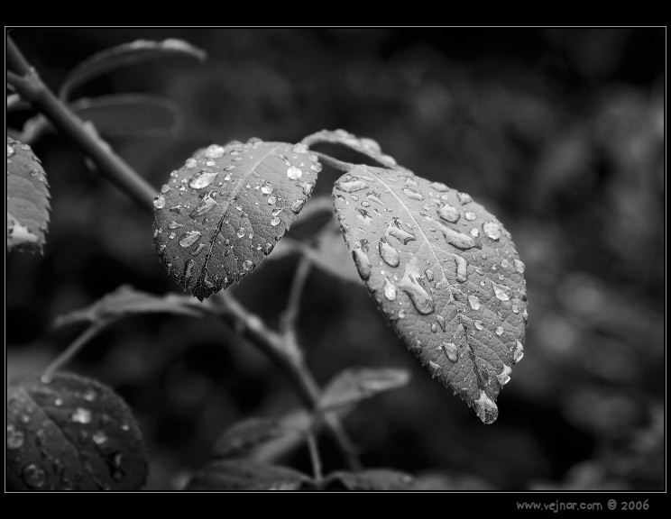 makrofotografie 01