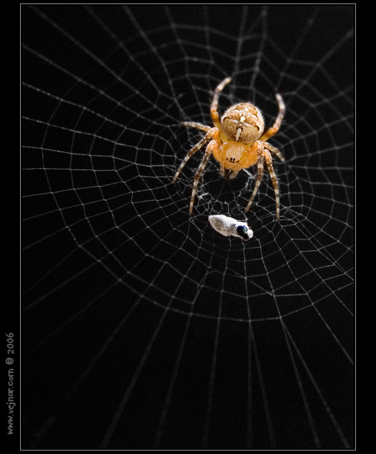 makrofotografie 02