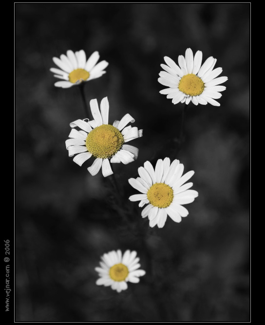 makrofotografie 03