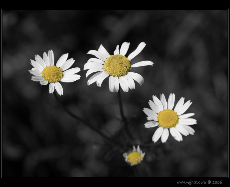 makrofotografie 04