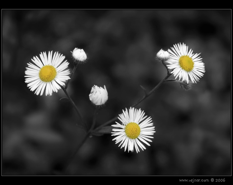 makrofotografie 05