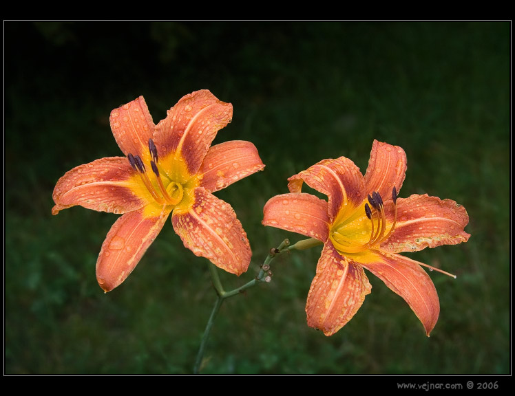makrofotografie 06