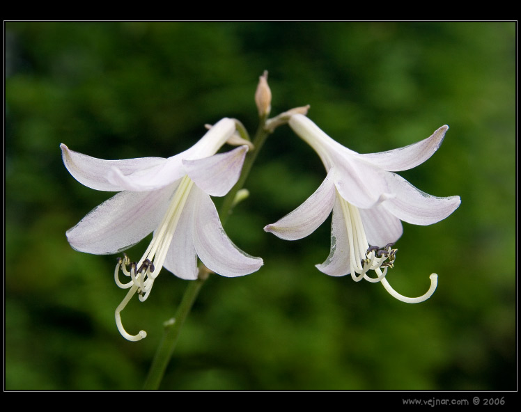 makrofotografie 07