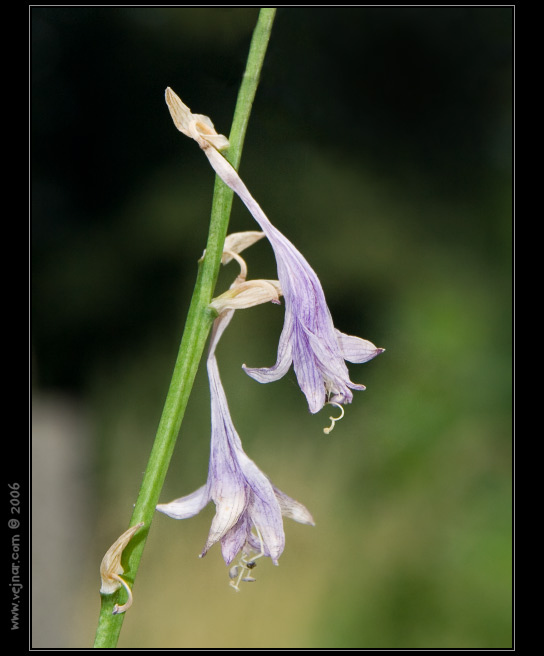 makrofotografie 08