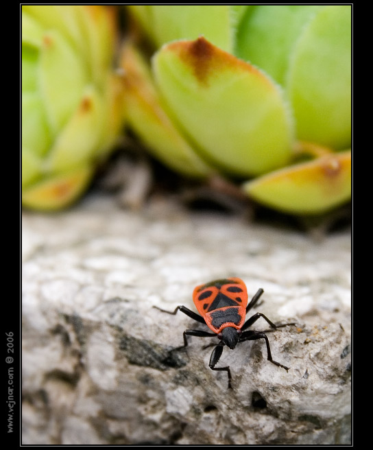 makrofotografie 10