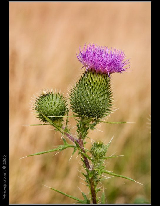 makrofotografie 11