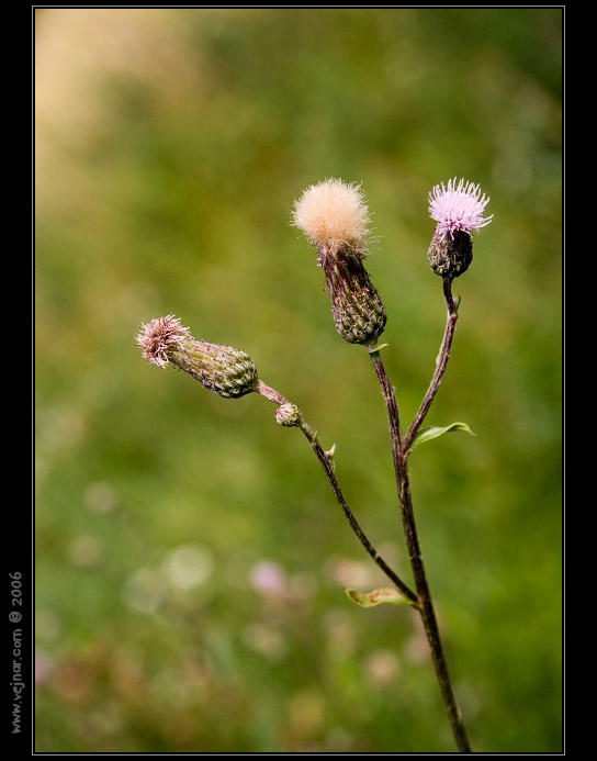 makrofotografie 12