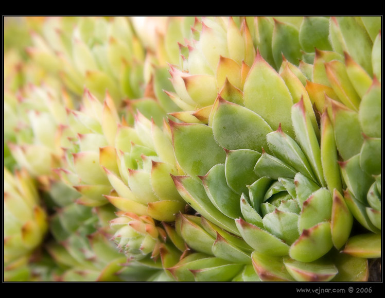 makrofotografie 13