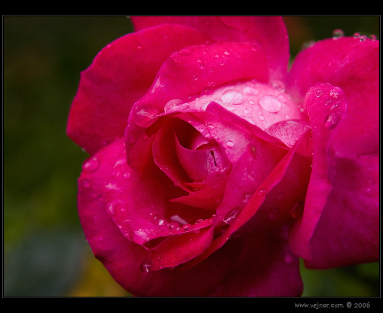 makrofotografie 14