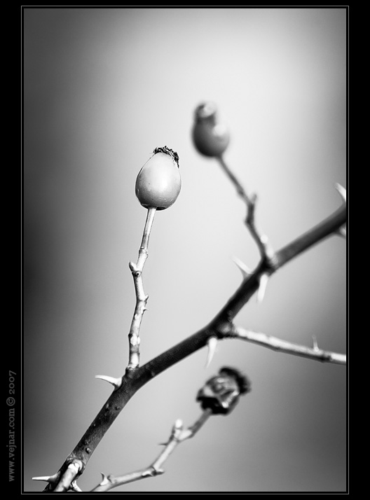 makrofotografie 01