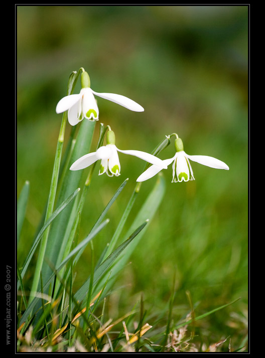 makrofotografie 03