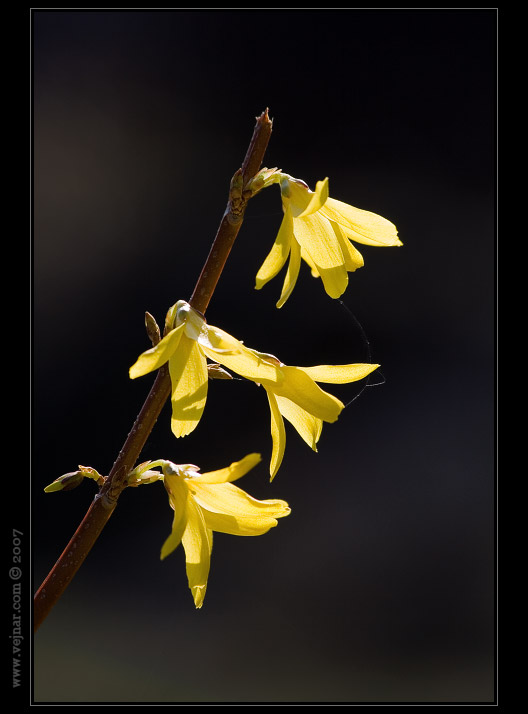 makrofotografie 04