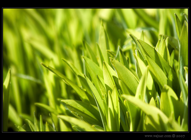 makrofotografie 06