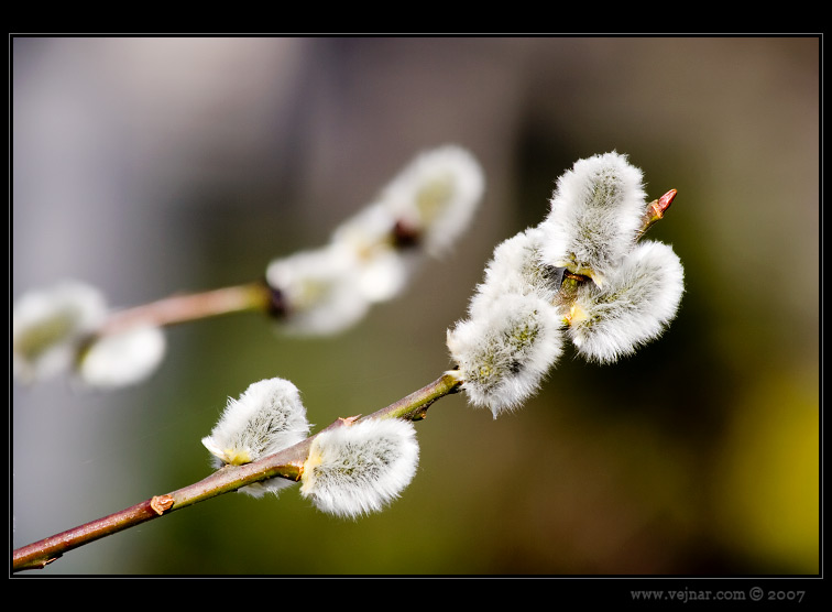 makro fotografie 08
