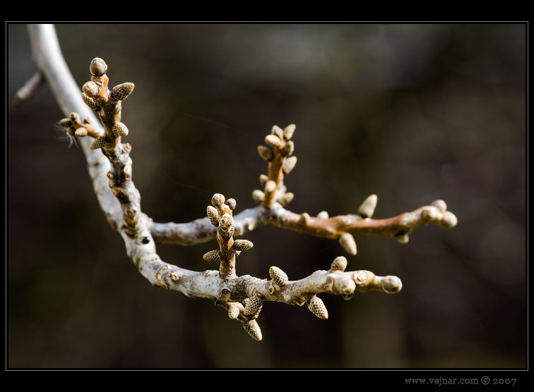 makro fotografie 09