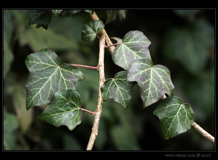 makro fotografie 10