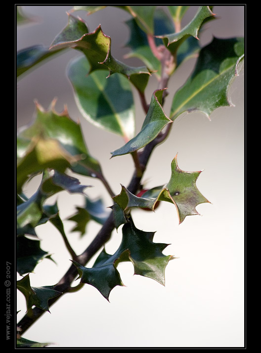 makro fotografie 11
