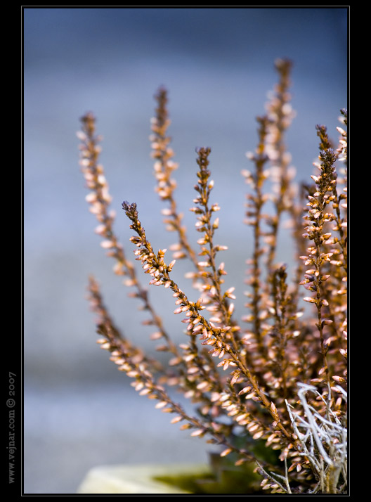 makro fotografie 12