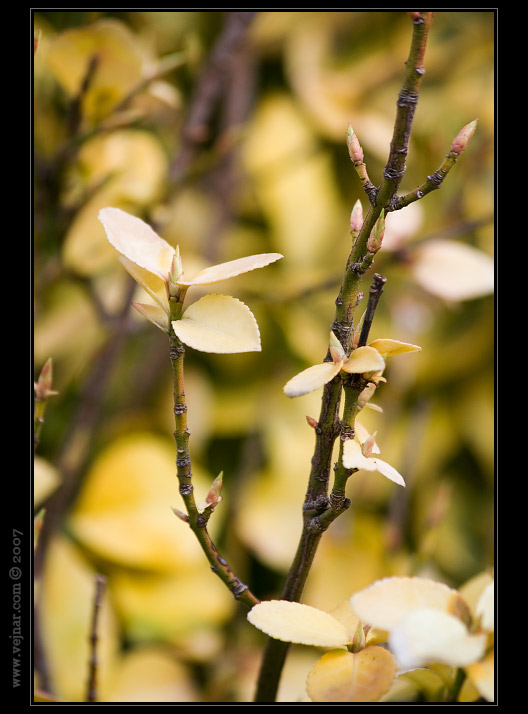makro fotografie 13