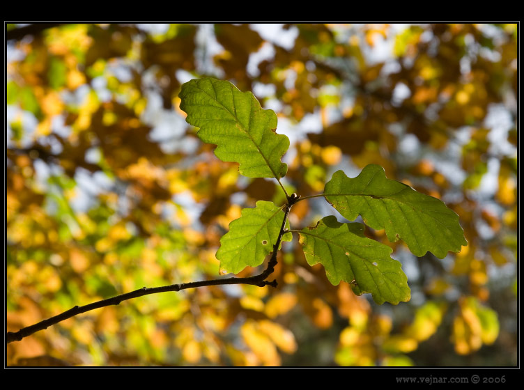 colours of autumn