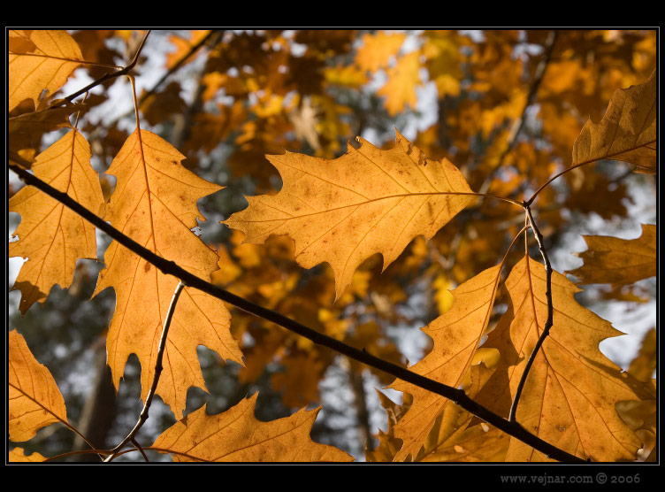autumn pictures