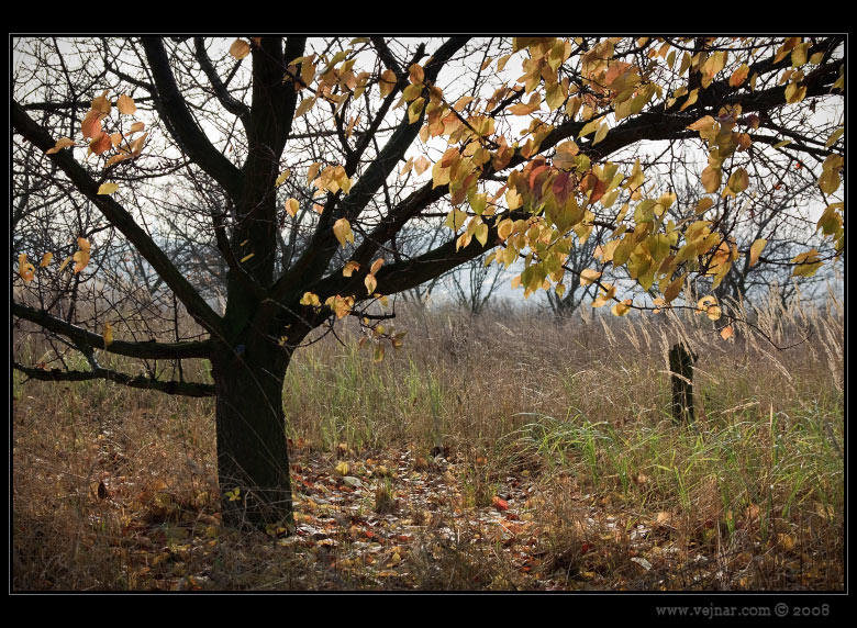autumn nature 06